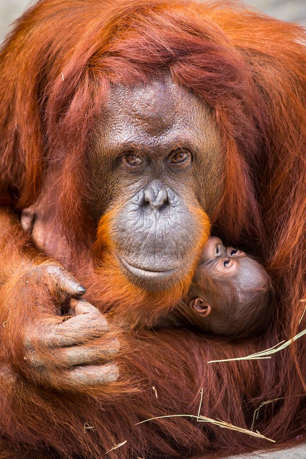 Tampa Orangutan