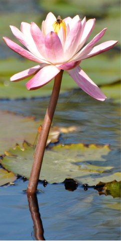 lily pad flower