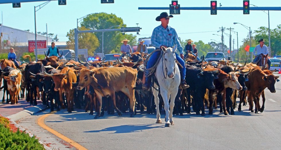 Cattle Drive Main Street to Roberts Ranch Photo by Don Columbus.jpg
