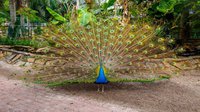 Shell Factory - Peacock.jpg