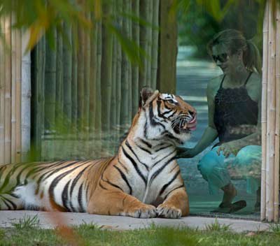 tiger at glass at naples zoo