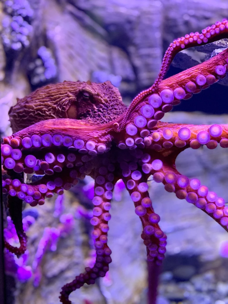 Great Pacific Octopus. Photo by Carly Hulse, senior aquarist at Bailey-Matthews National Shell Museum and Aquarium.